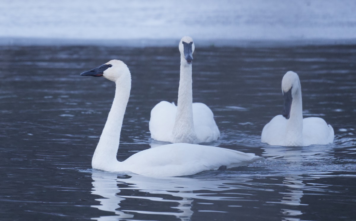 Trompeterschwan - ML646796489