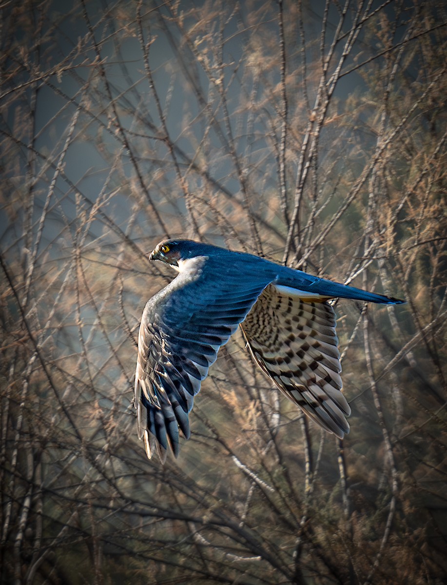 ハイタカ - ML646796491