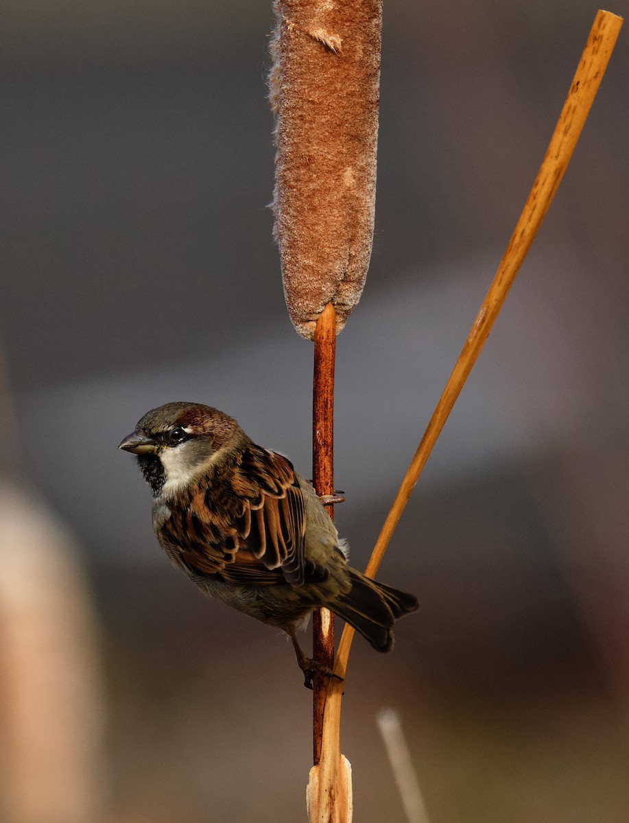 House Sparrow - ML646796493