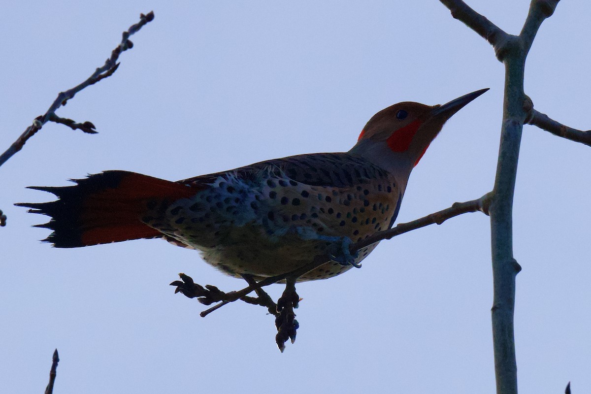 Northern Flicker - ML646796495