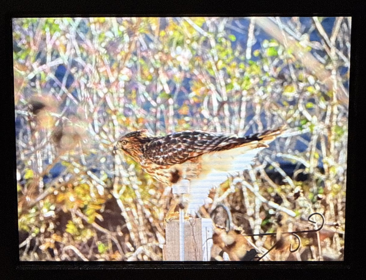 Busardo Pechirrojo - ML646796496