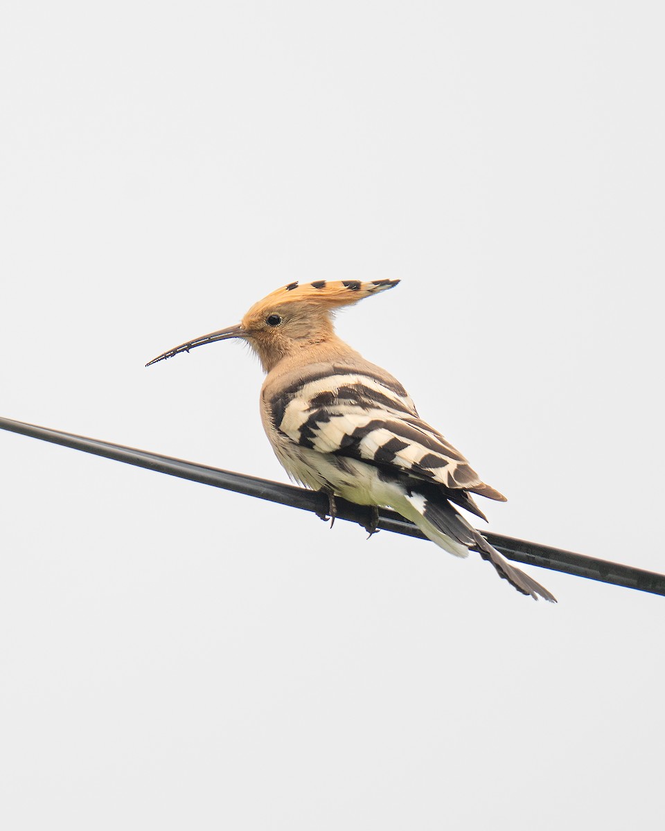 ヤツガシラ - ML646796497