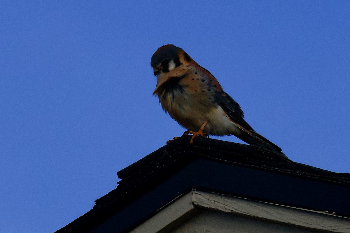 American Kestrel - ML646796498
