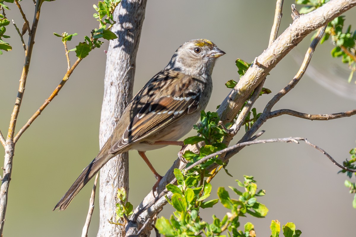 Golden-crowned Sparrow - ML646796500