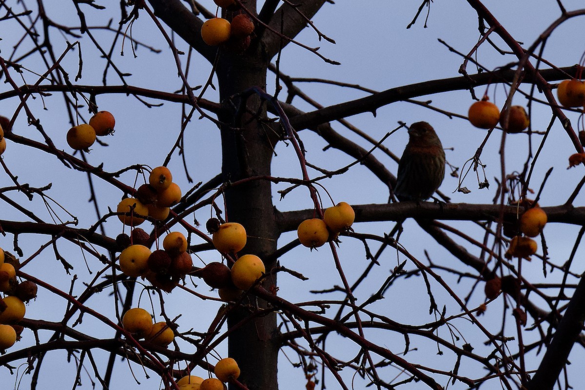 House Finch - ML646796501