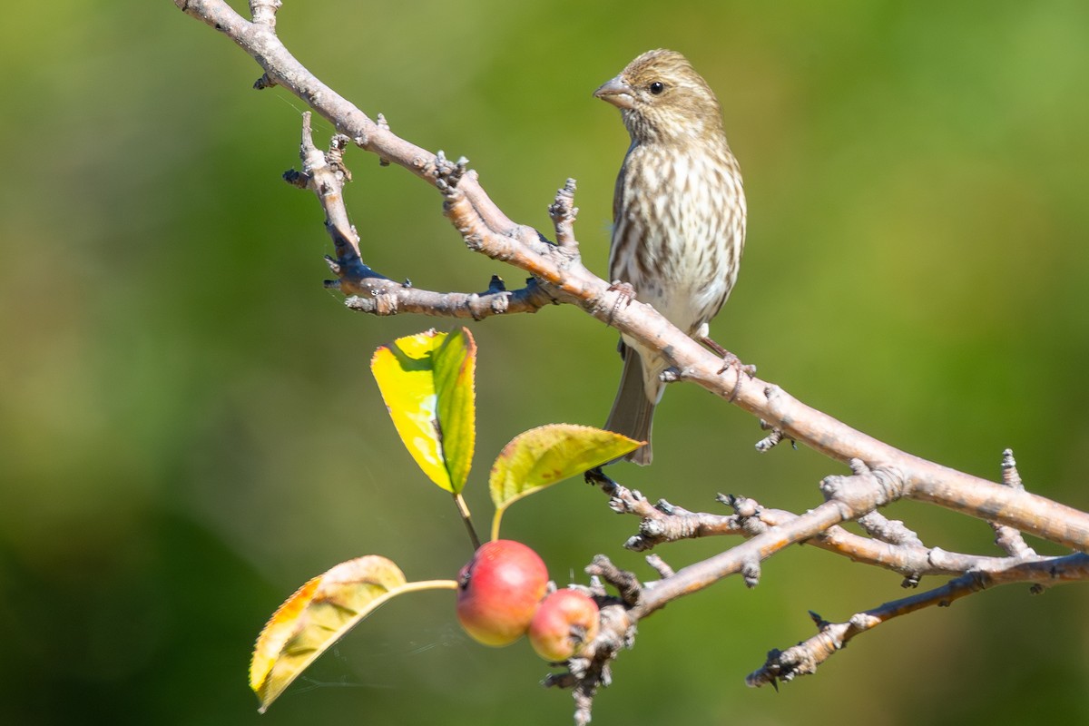 Purple Finch (Western) - ML646796503