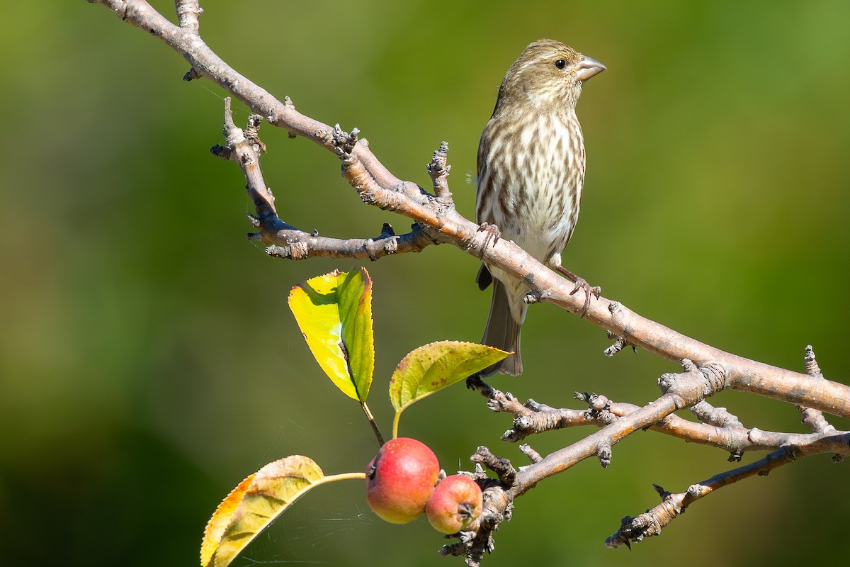 Purple Finch (Western) - ML646796504