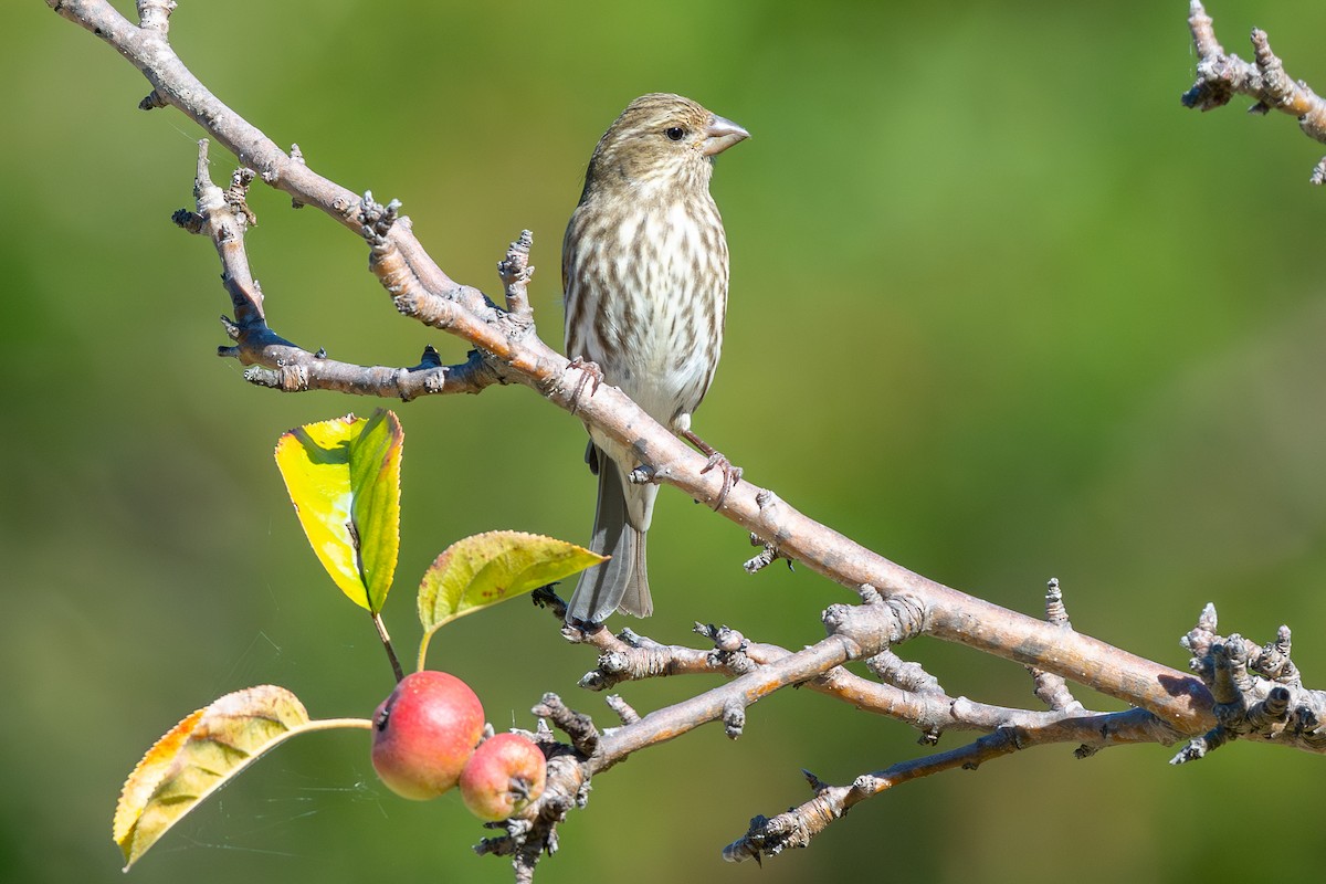 Purple Finch (Western) - ML646796505