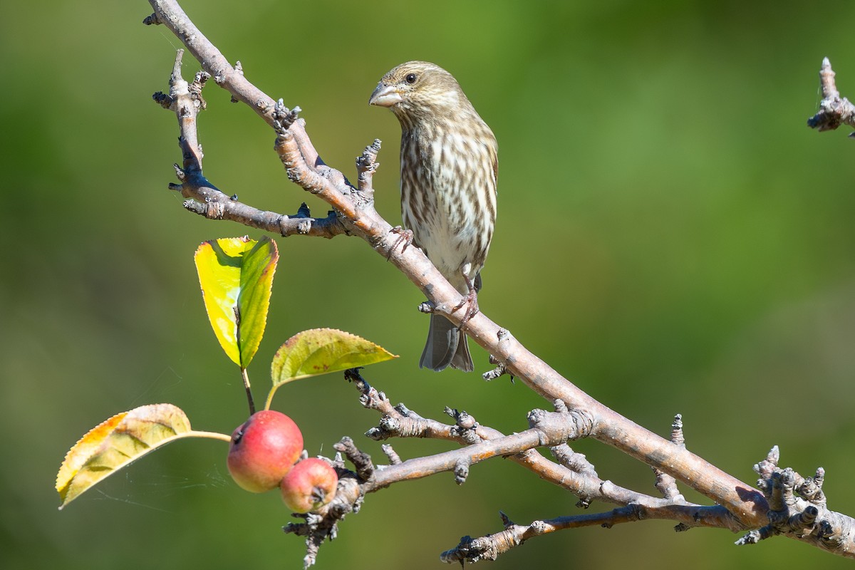 Purple Finch (Western) - ML646796506