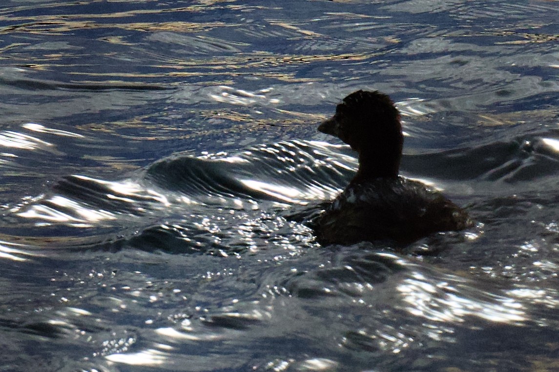 Pied-billed Grebe - ML646796510