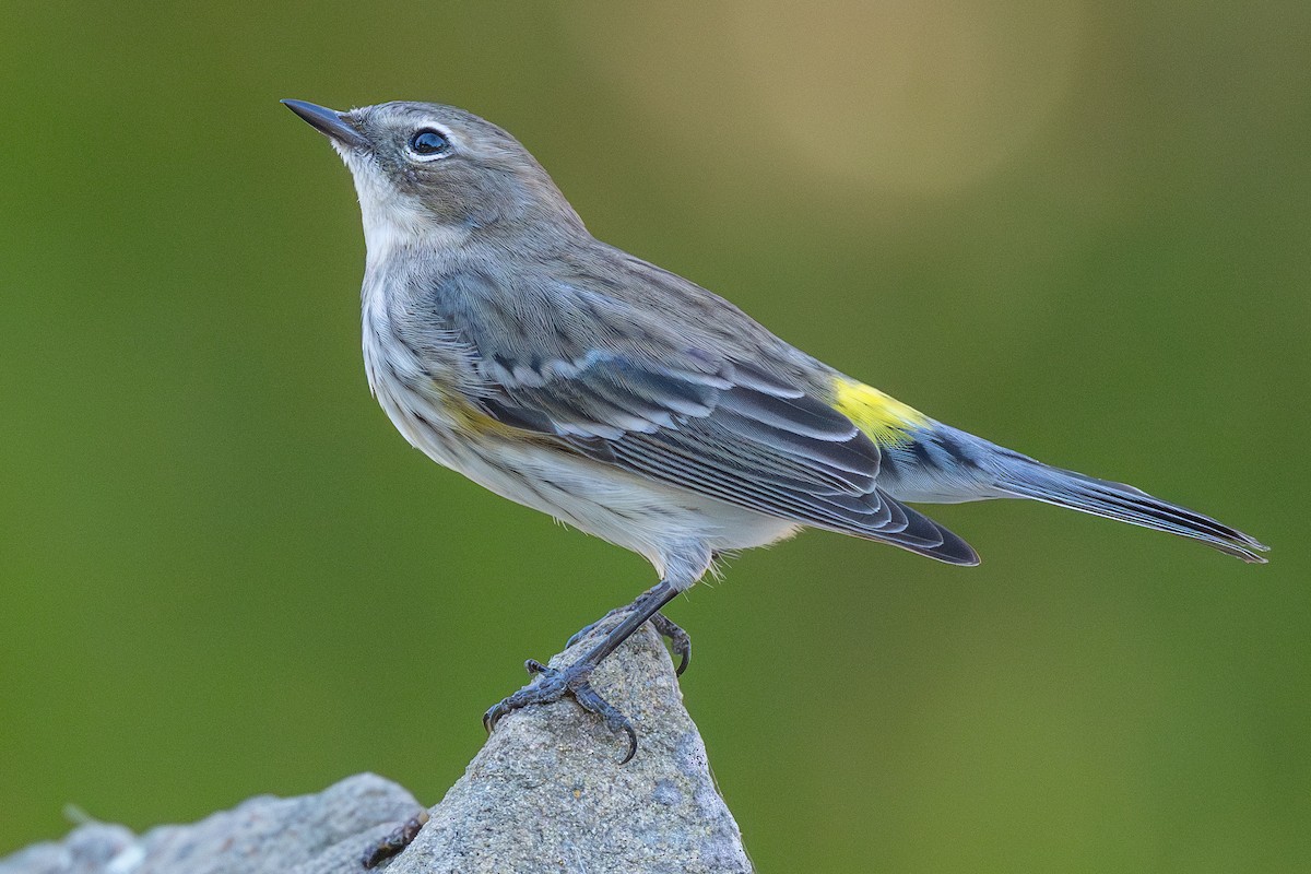 Yellow-rumped Warbler (Myrtle) - ML646796511