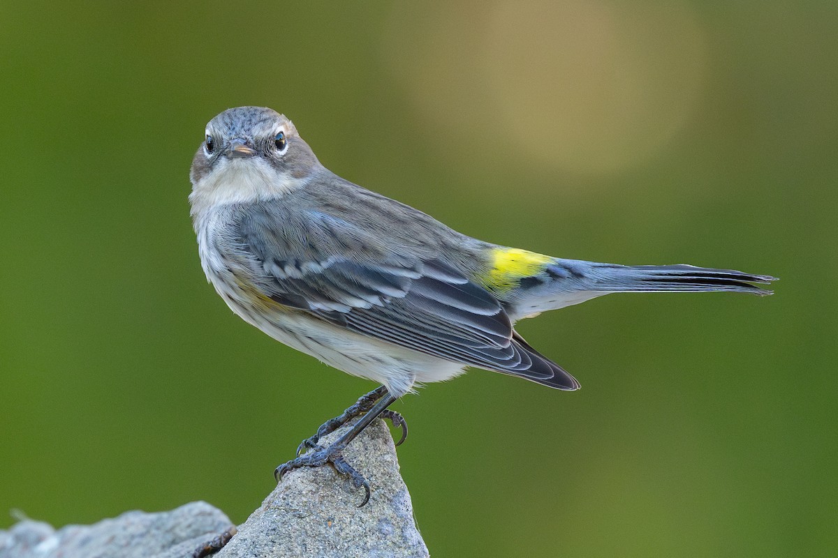 Yellow-rumped Warbler (Myrtle) - ML646796512
