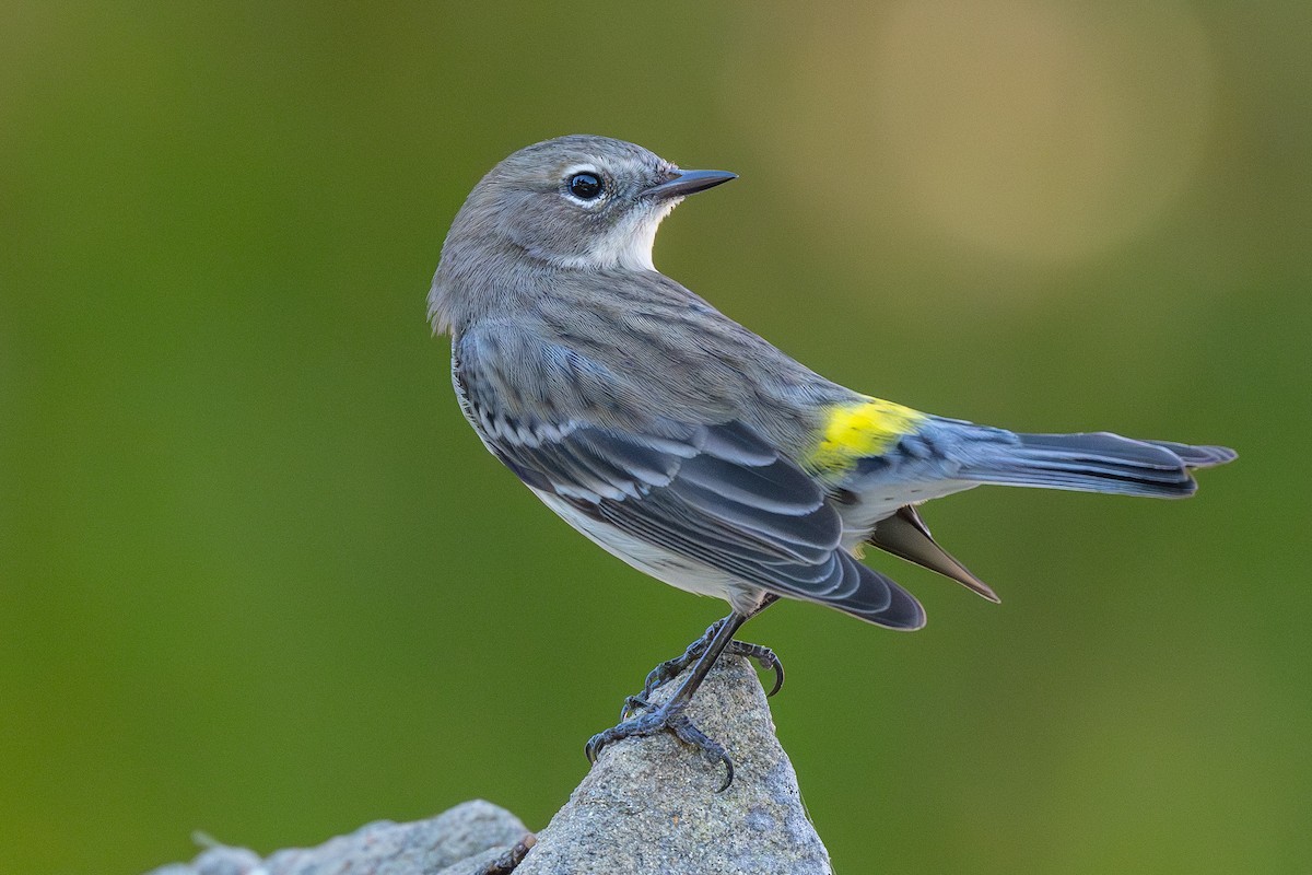 Yellow-rumped Warbler (Myrtle) - ML646796513
