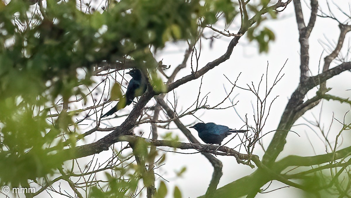 オナガテリムク - ML646796514