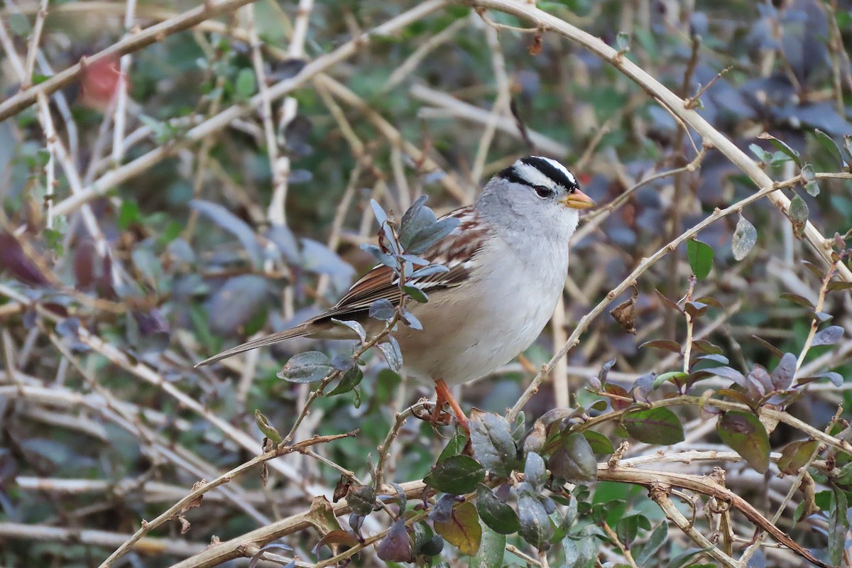 גיבתונית לבנת-כיפה - ML646796515
