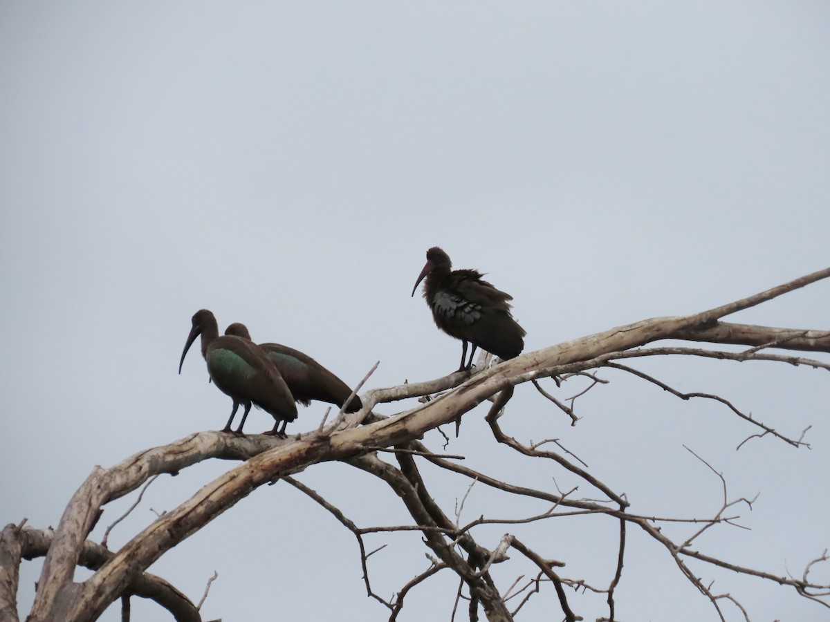 Hadada Ibis - ML646796517