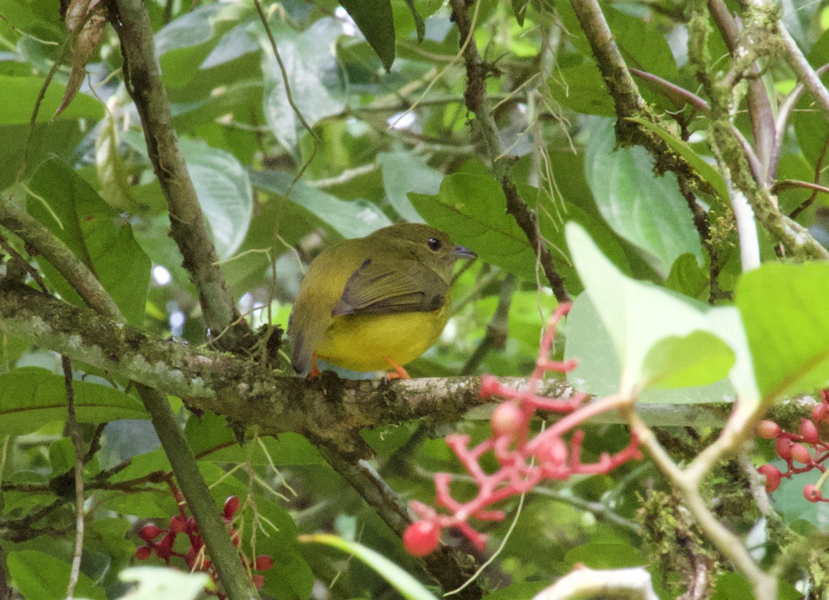 Манакін-короткокрил бразильський - ML646796519