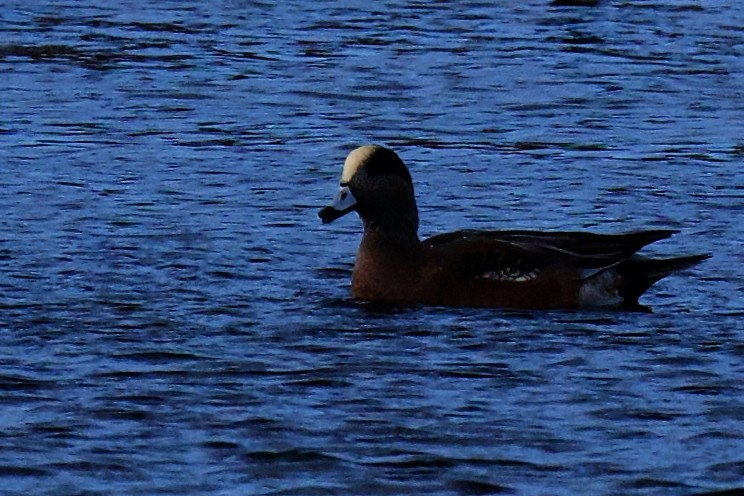 American Wigeon - ML646796521