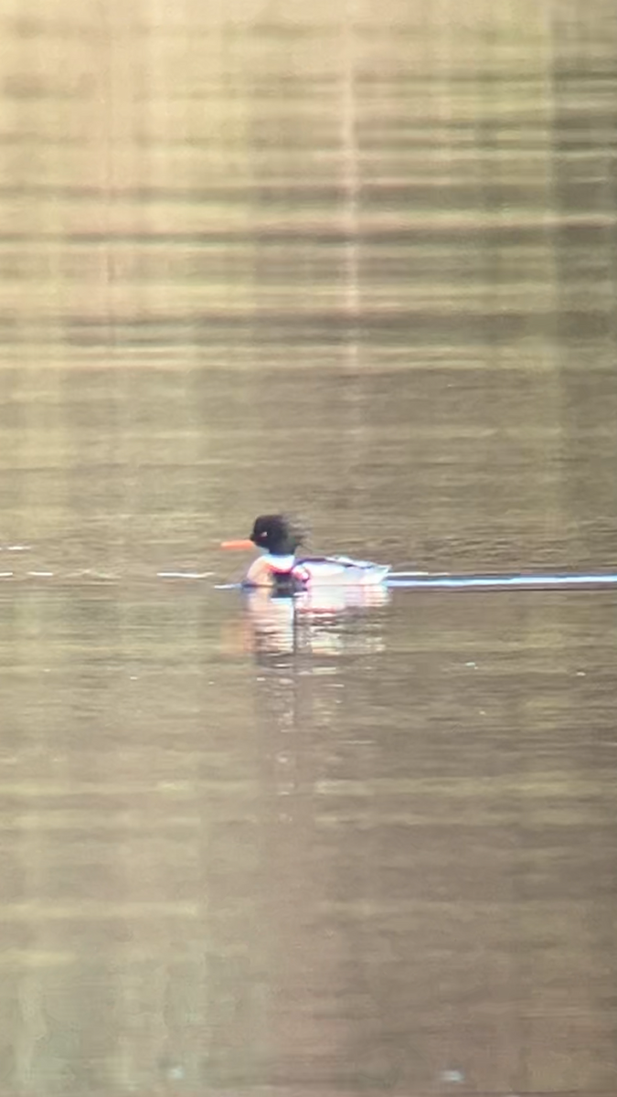 Red-breasted Merganser - ML646796523