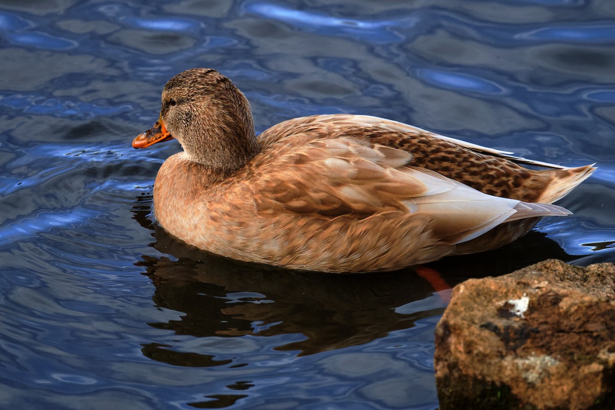 Mallard - ML646796526