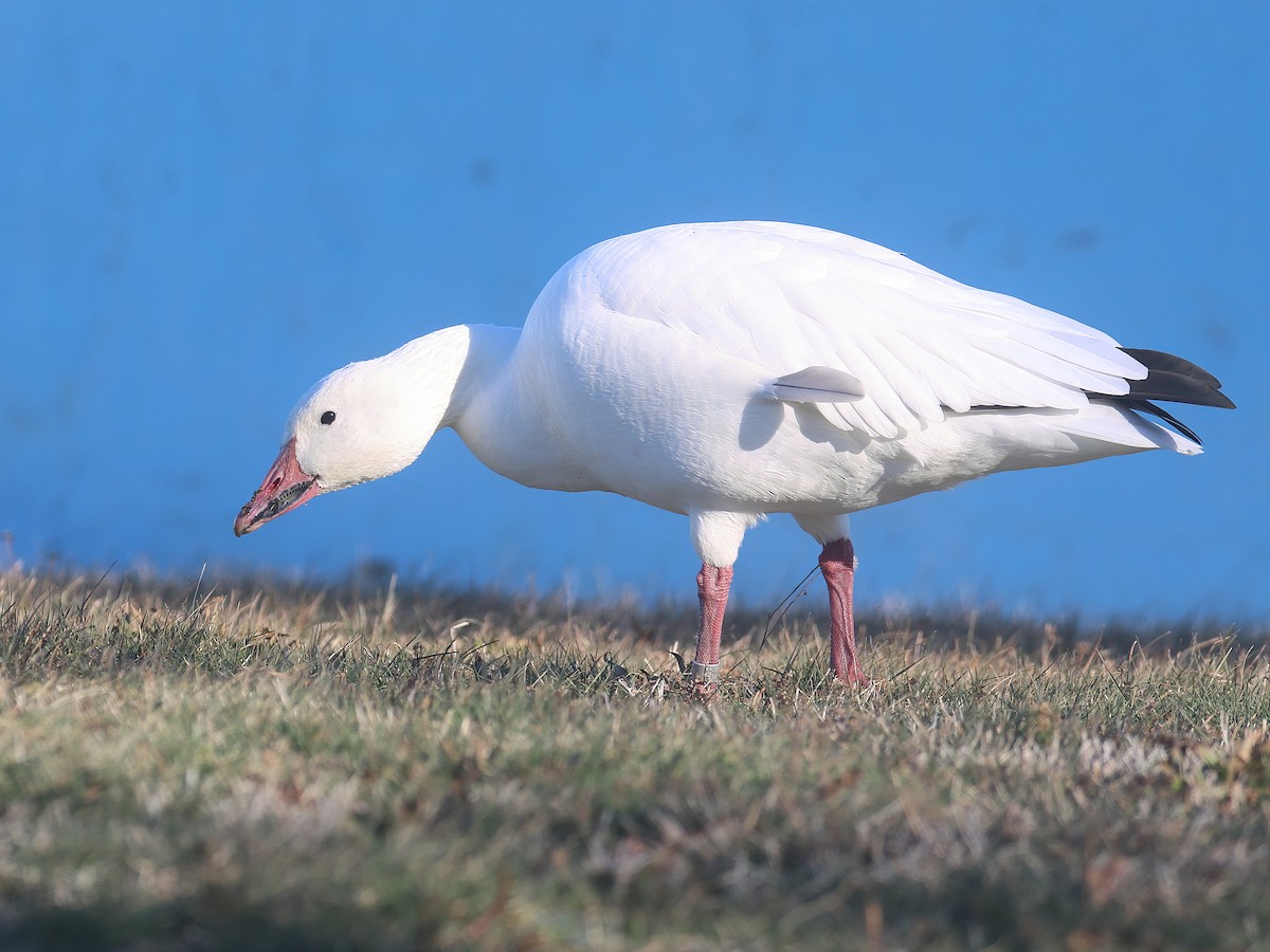 snøgås - ML646796528