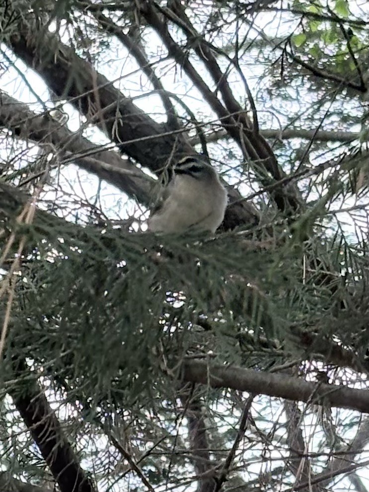 Golden-crowned Kinglet - ML646796530