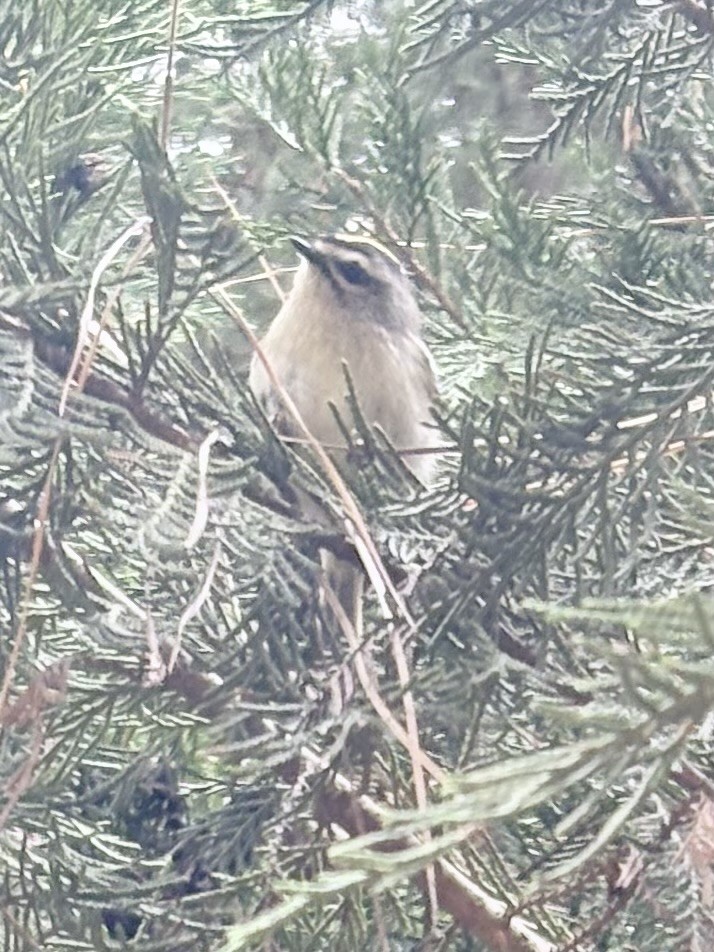 Golden-crowned Kinglet - ML646796531