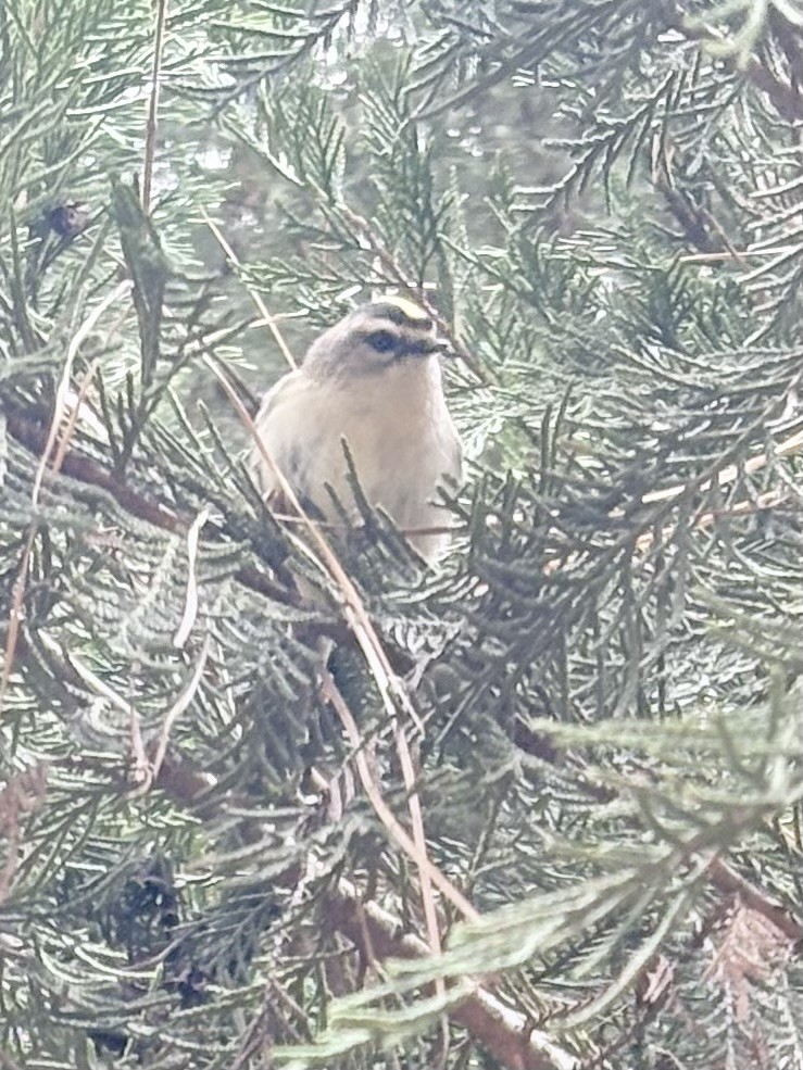 Golden-crowned Kinglet - ML646796532