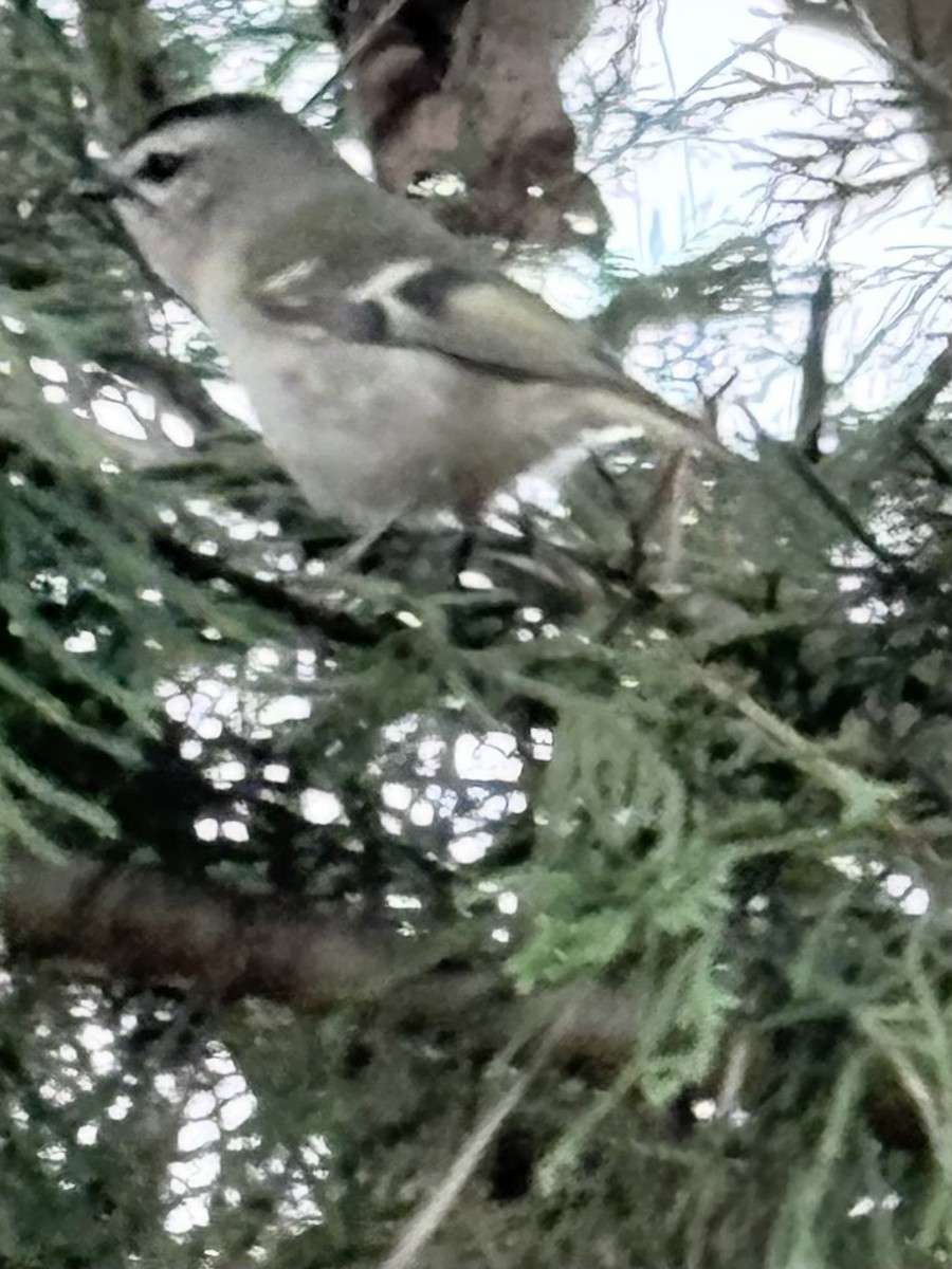 Golden-crowned Kinglet - ML646796533