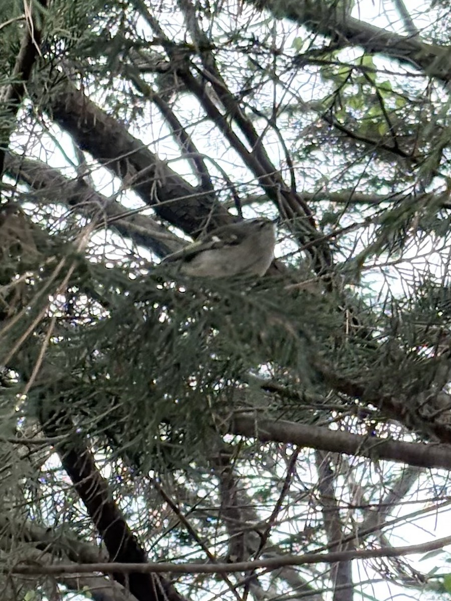 Golden-crowned Kinglet - ML646796534