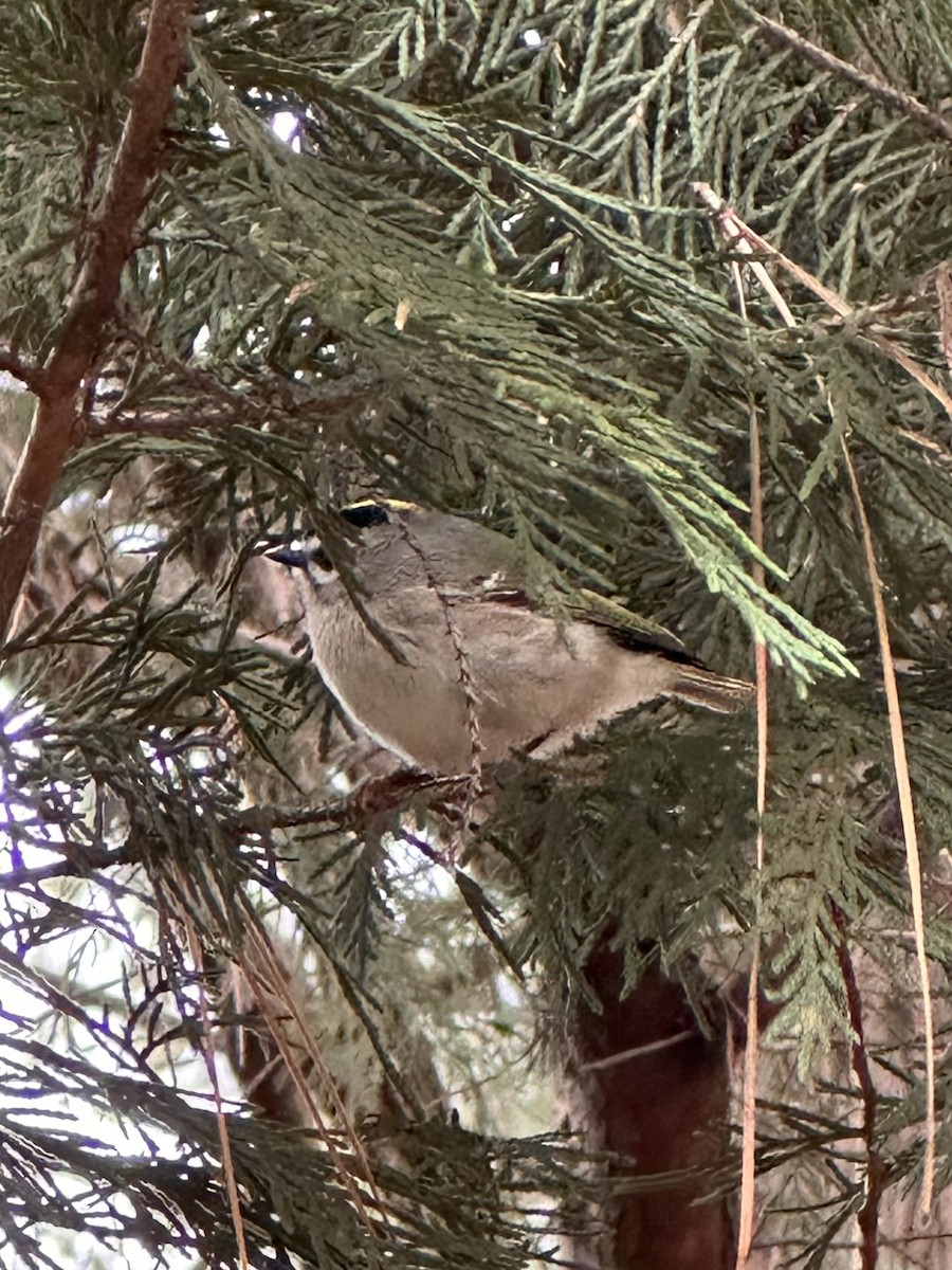 Golden-crowned Kinglet - ML646796535