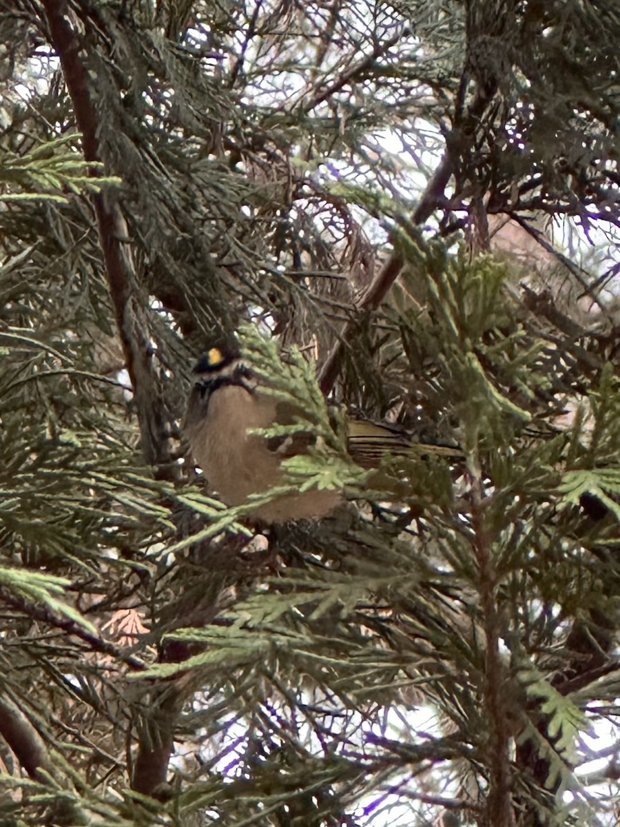 Golden-crowned Kinglet - ML646796536