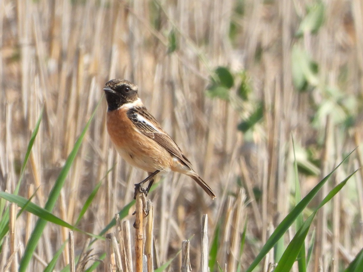European Stonechat - ML646796539