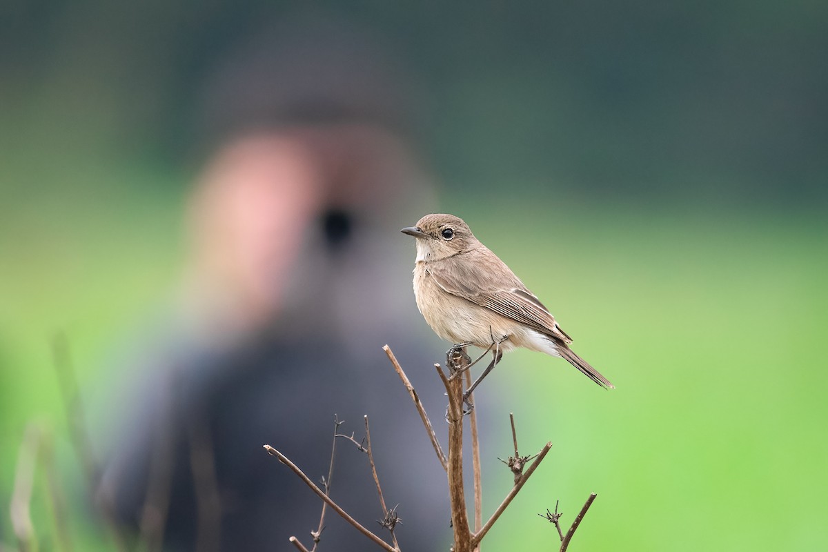 Pied Bushchat - ML646796548