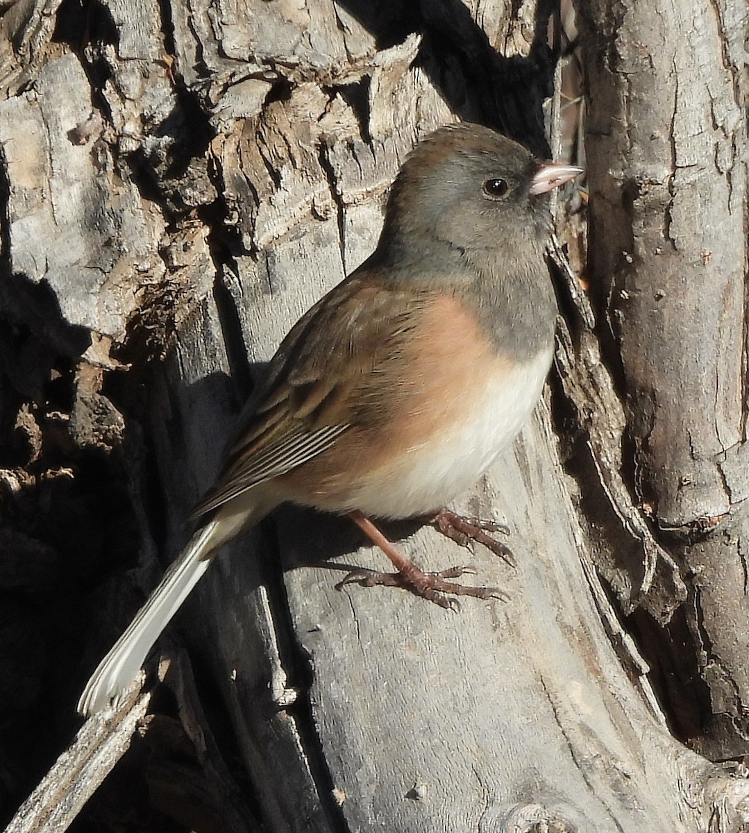 Dark-eyed Junco - ML646796552