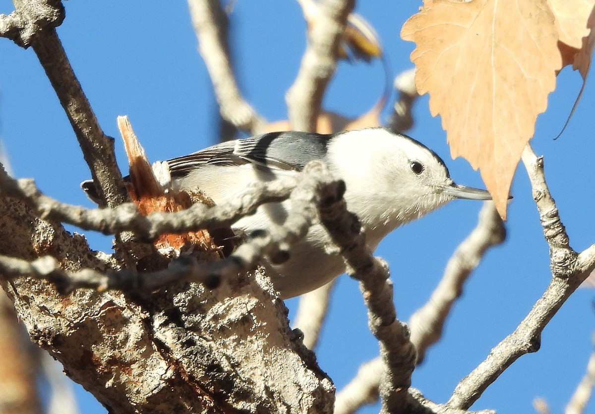 White-breasted Nuthatch - ML646796554