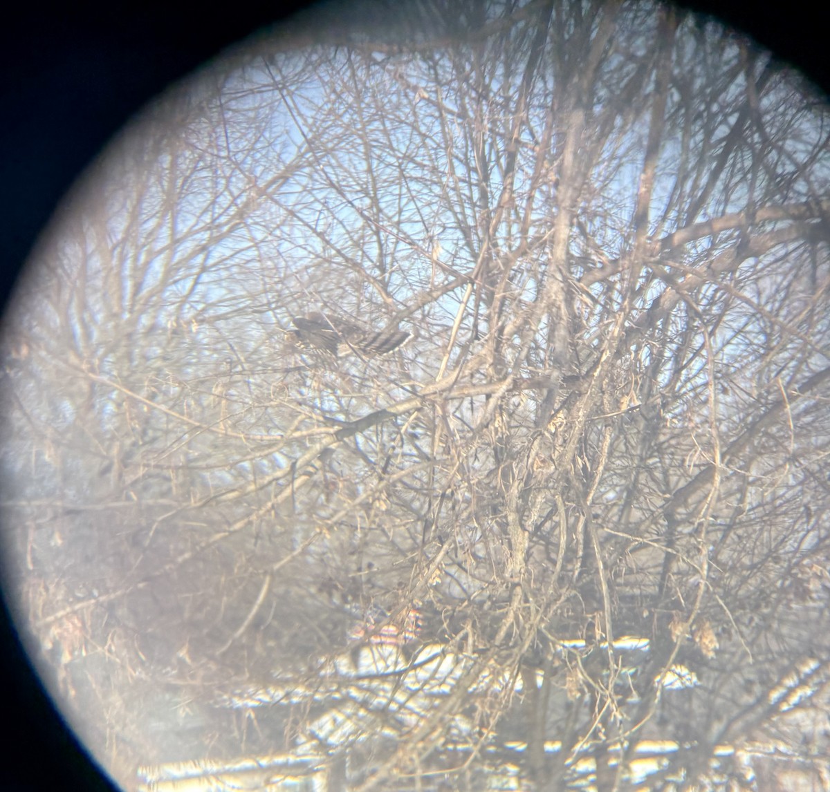 Cooper's Hawk - ML646796555