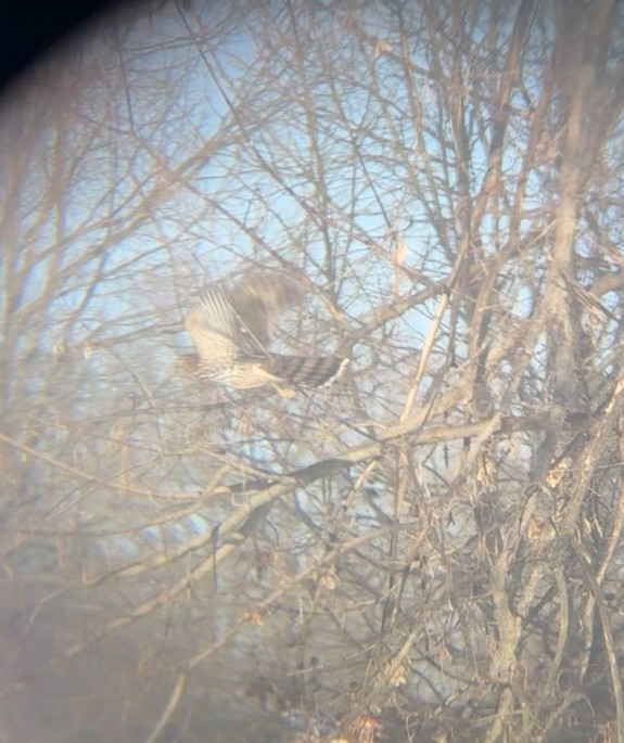 Cooper's Hawk - ML646796556