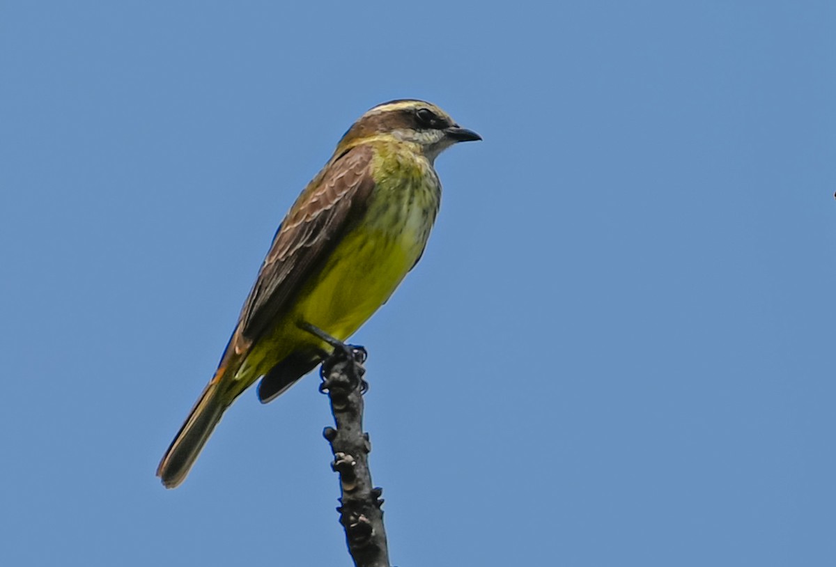 Тиранн-разбойник - ML646796557