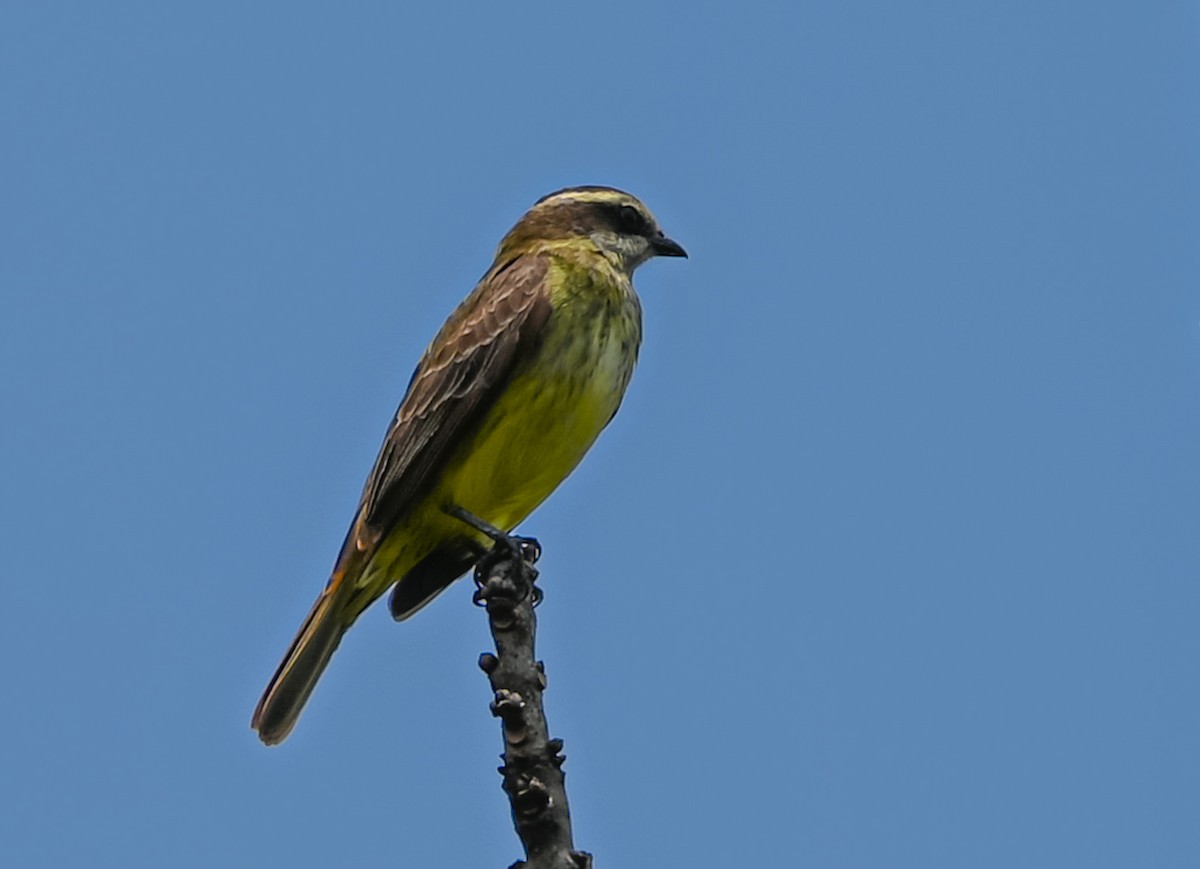 Тиранн-разбойник - ML646796558