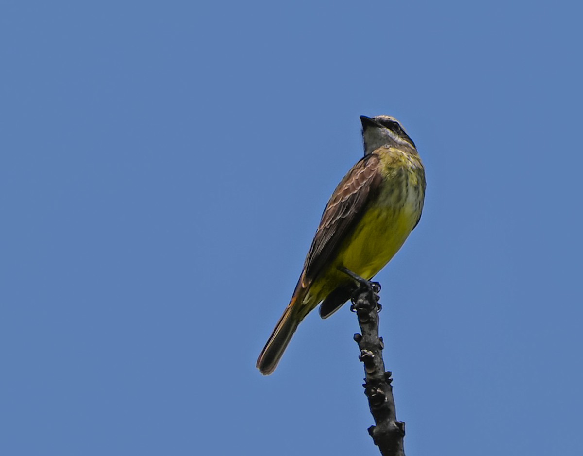 Тиранн-разбойник - ML646796559