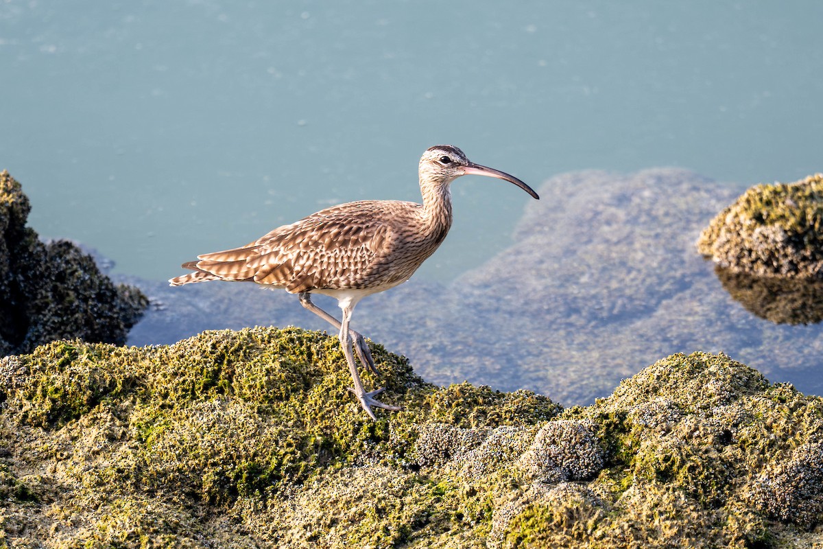 Eurasian Whimbrel - ML646796560