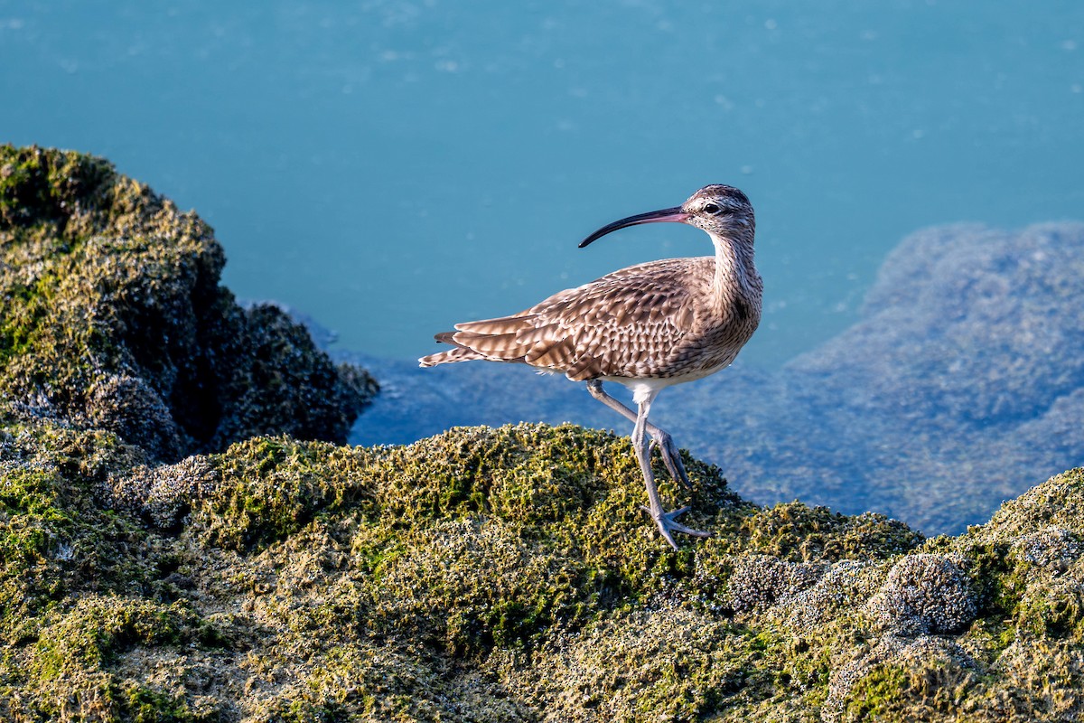 Eurasian Whimbrel - ML646796561