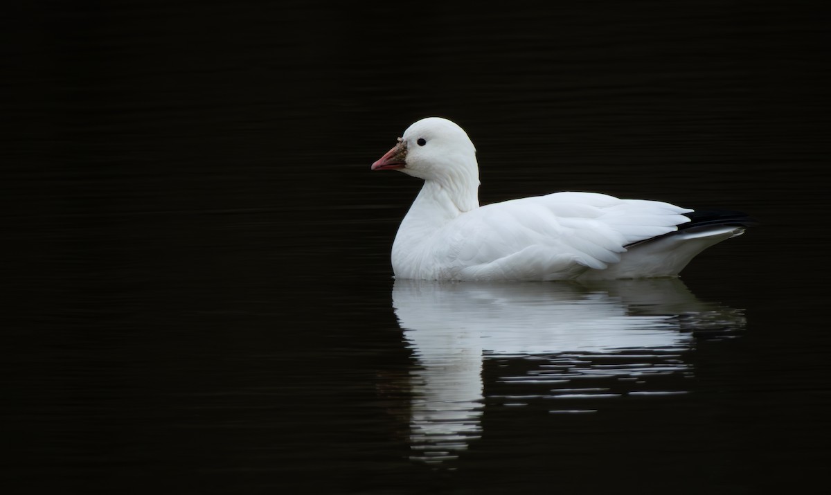 אווז קנדי - ML646796562