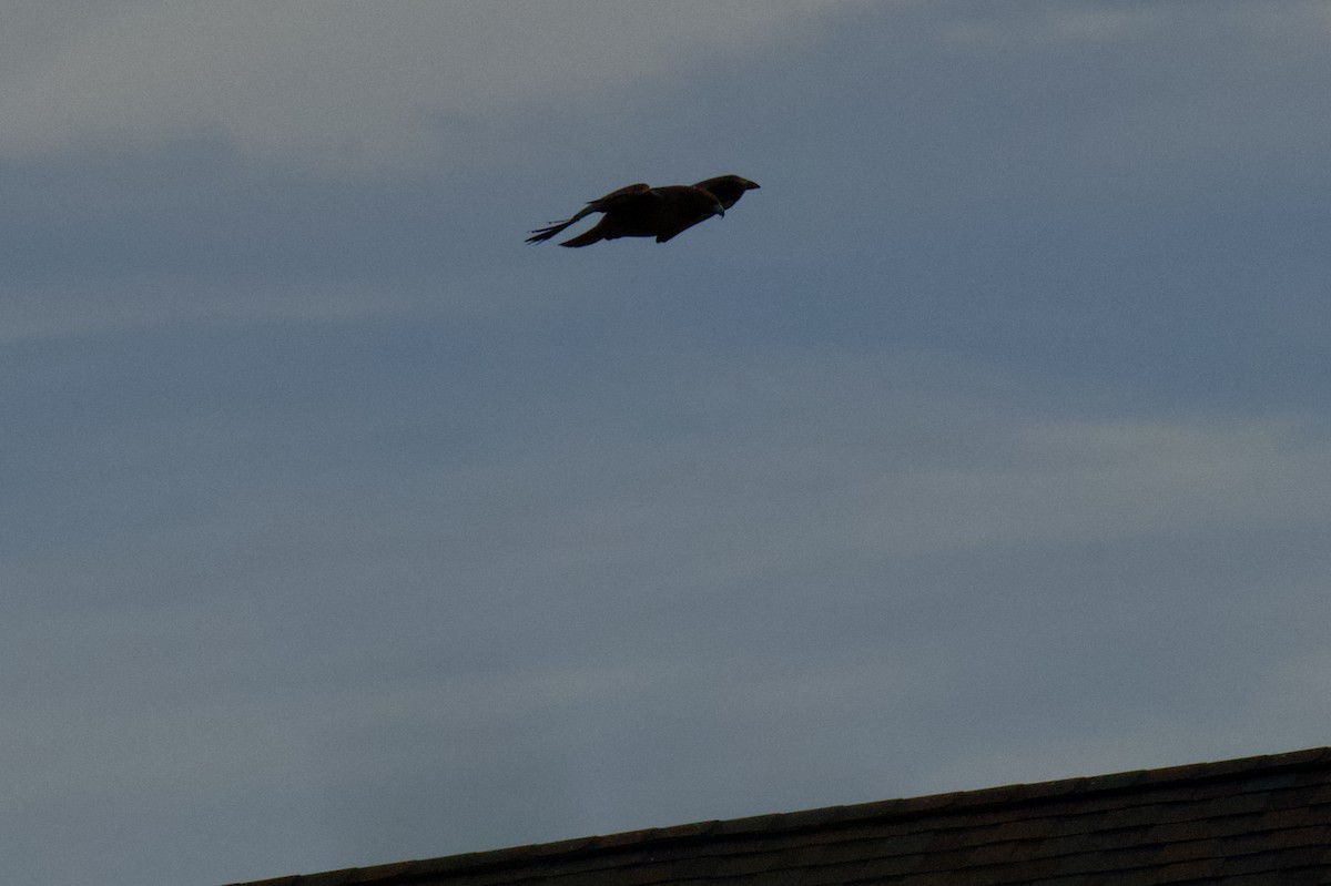 Red-tailed Hawk - ML646796563