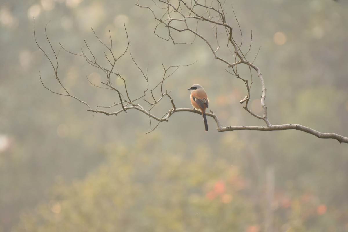 Long-tailed Shrike - ML646796564