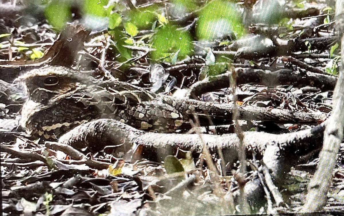 Пораке - ML646796566