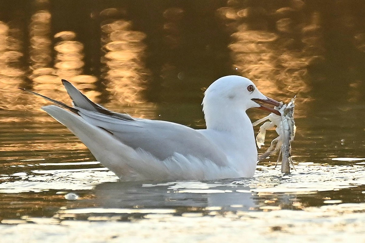 Slender-billed Gull - ML646796567