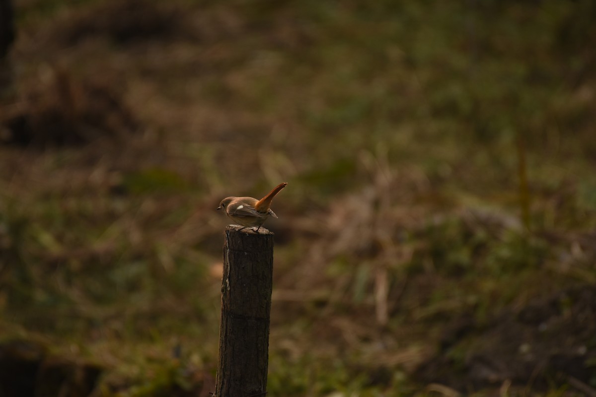 Daurian Redstart - ML646796568