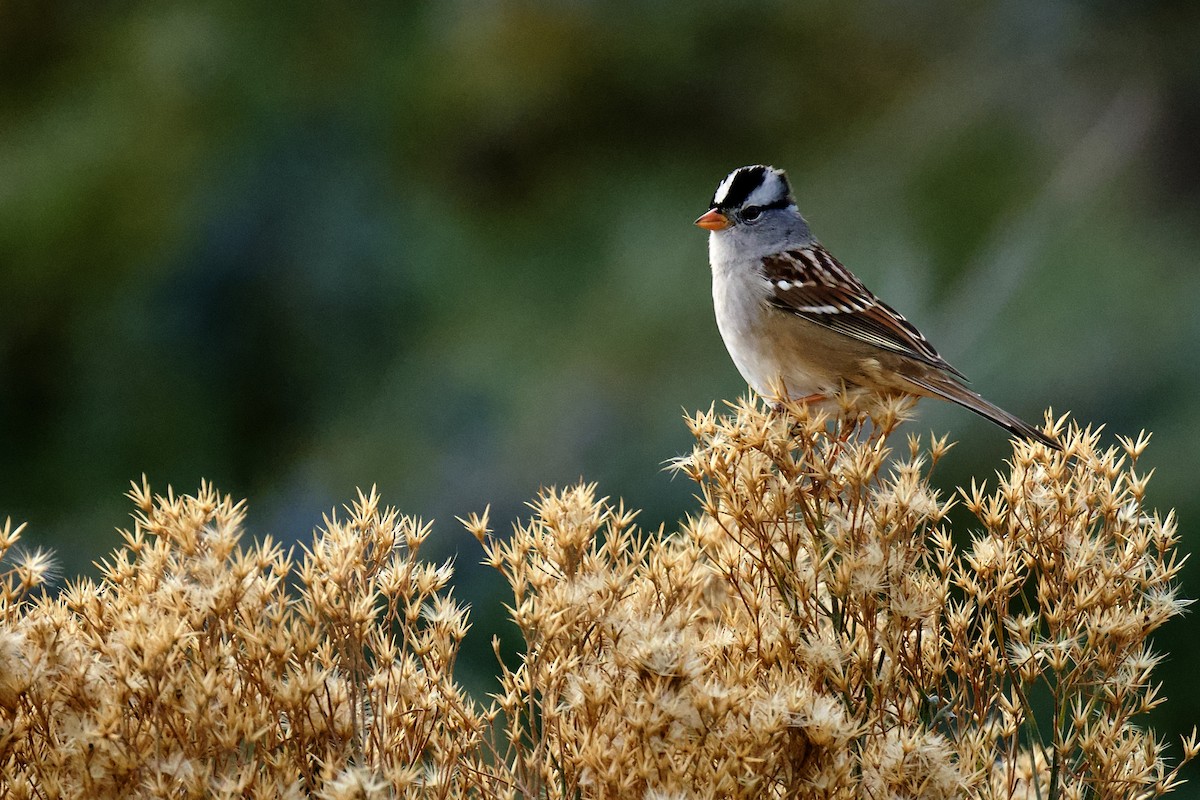 White-crowned Sparrow - ML646796570